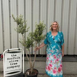 Multi-stem Olive tree