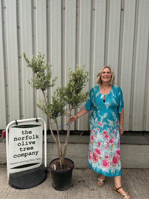 Multi-stem Olive tree