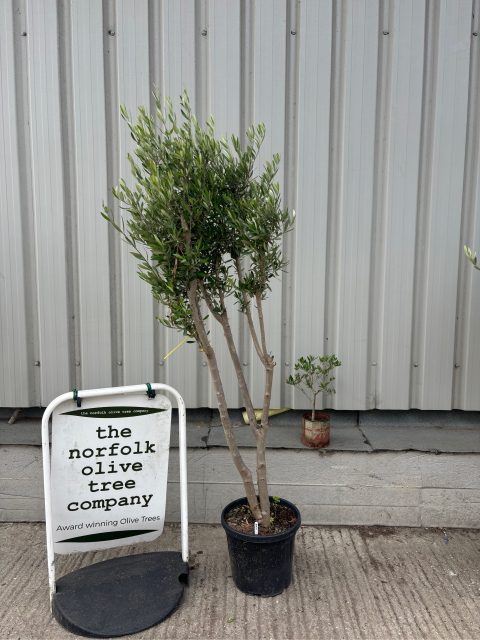 London Olive tree