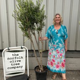 London Olive tree delivery included