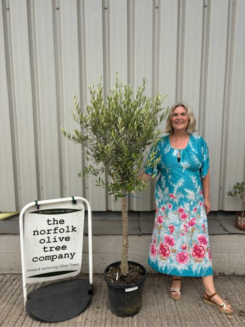 Olive Tree for Sale
