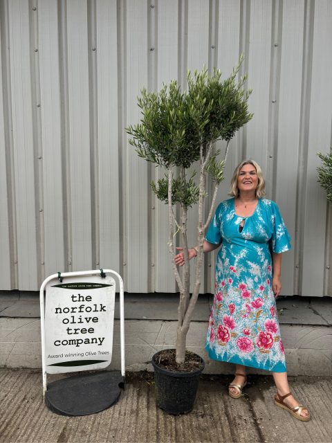Architectural Olive tree
