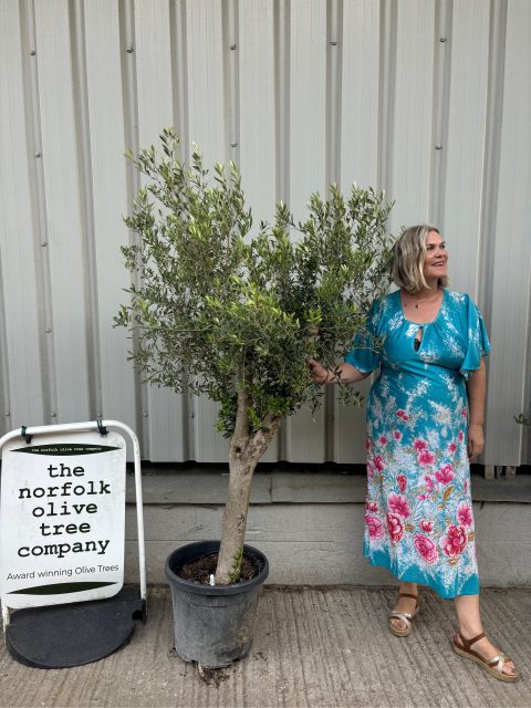 Mature Olive tree
