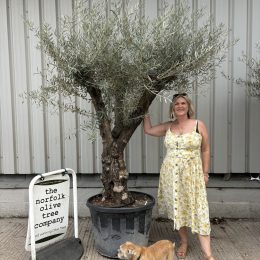 Multi-branched ancient Olive tree