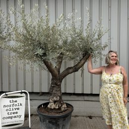 Multi-branched ancient Olive tree