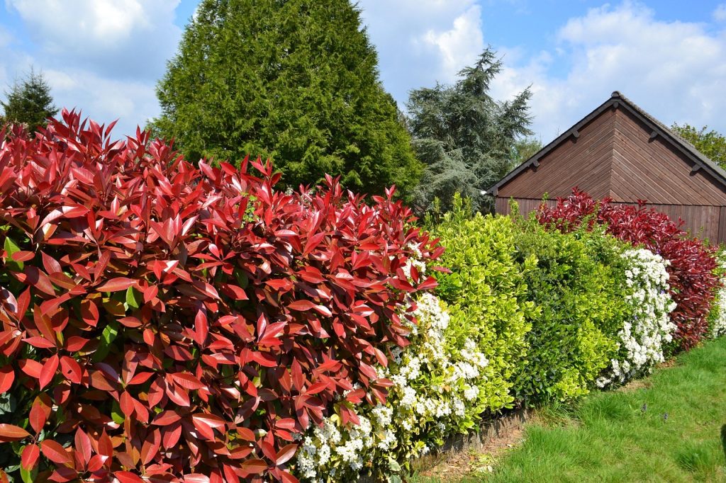 Cutting hedges law~ UK