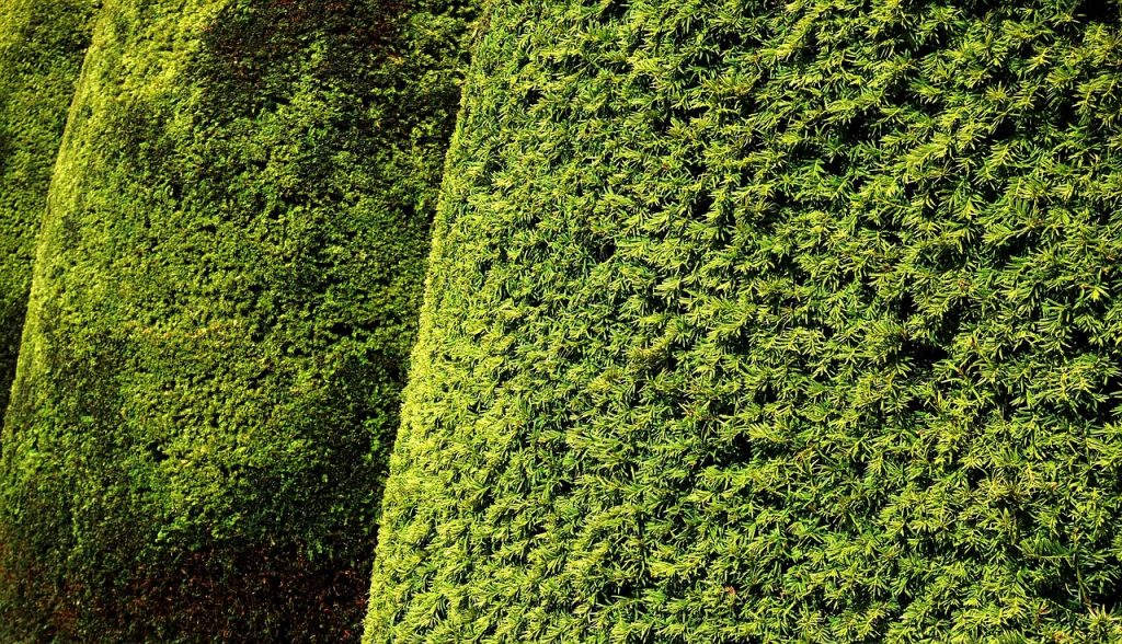 Cutting hedges law~ UK