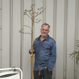 Silk Tree