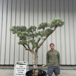 Smooth stem cloud tree