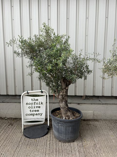 Gnarled Olive Tree