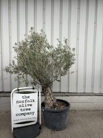 IMG_1679 Gnarled patio Olive tree
