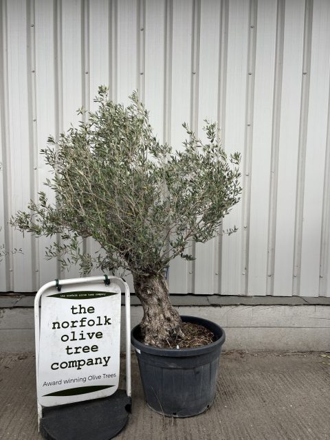 Gnarled patio Olive tree