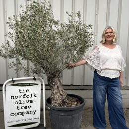 Gnarled patio Olive tree