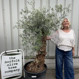 Gnarled patio Olive tree