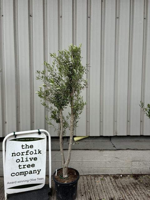 Architectural Olive tree