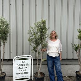 Architectural Olive tree