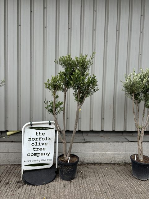 London Olive tree