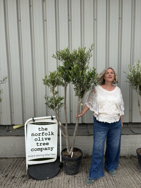 IMG_1701 London Olive tree