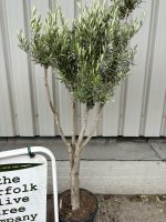 IMG_1706 London Olive tree