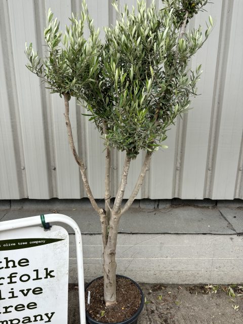 London Olive tree