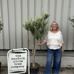 London Olive tree delivery included