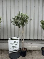 IMG_1710 London Olive tree