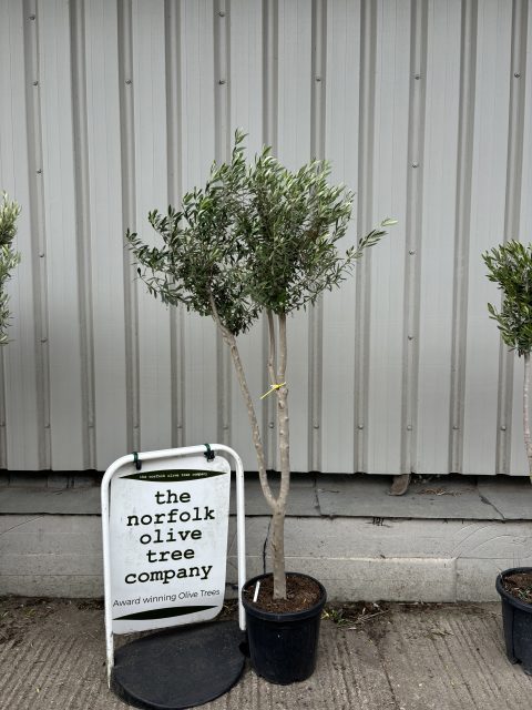 London Olive tree