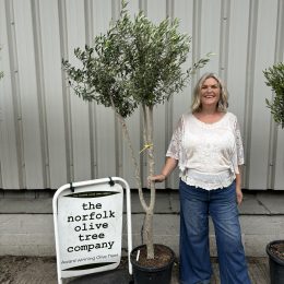 London Olive tree delivery included
