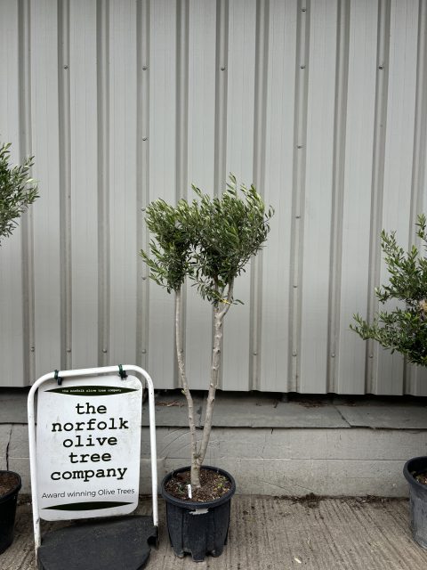 Multi-stem Olive tree