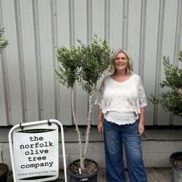 Multi-stem Olive tree