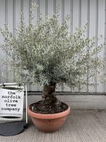 IMG_1739 Charming gnarled Olive tree