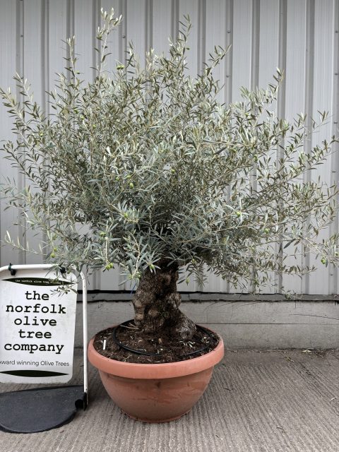 Charming gnarled Olive tree