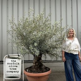 Gnarled Olive tree bonsai bowl