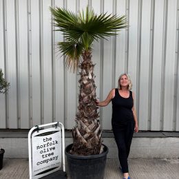 Extra Tall Washingtonia Robusta Palm Tree – 2.65m | 150L Pot