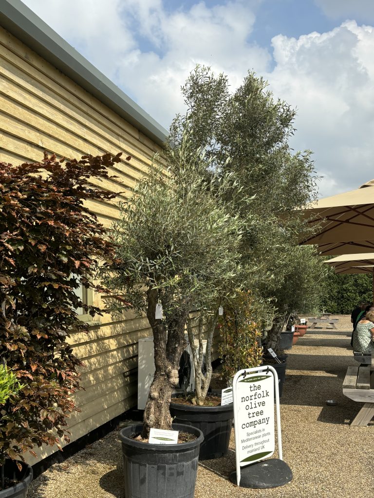Creake Abbey olive trees