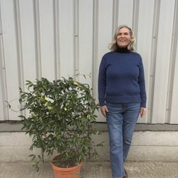 Trachelospermum jasminoides - Espalier - delivery included