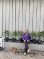 e6e1ce59-2d5f-4017-8468-bf251a938d9e evergreen hedging plants UK