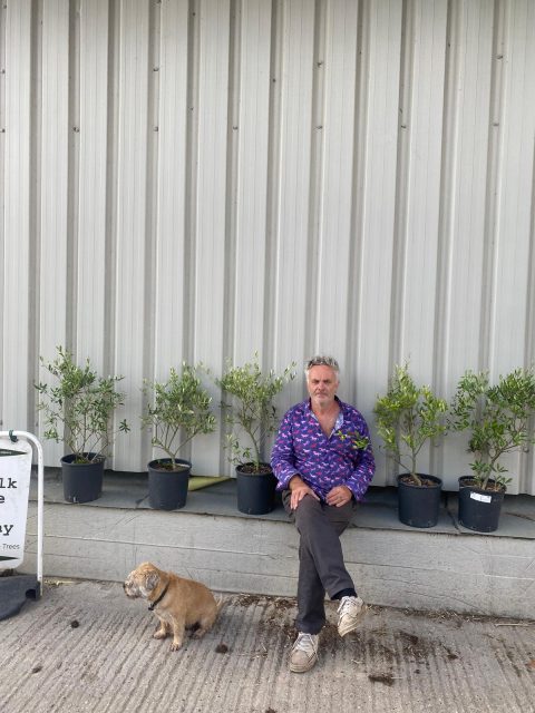 evergreen hedging plants UK