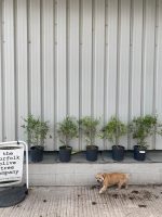 ed28e844-d9fc-492f-b4f5-e7d693acb85d evergreen hedging plants UK