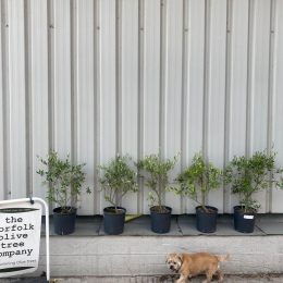 evergreen hedging plants UK