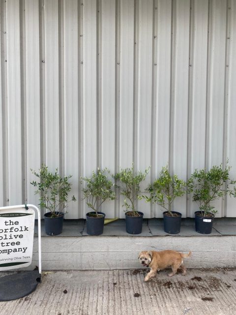 evergreen hedging plants UK