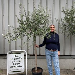 Formatively Pruned Tuscan Olive Tree with Wispy Open Crown