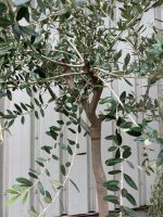 IMG_0348 Tuscan Olive Tree