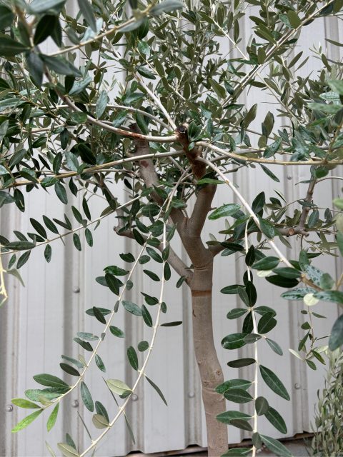 Tuscan Olive Tree