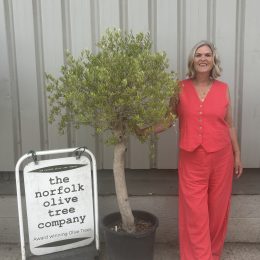 Olive Tree for Sale – Clearance Special (Delivery Included)