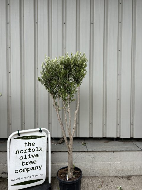 Multi-stem Olive tree