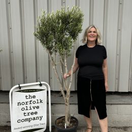 Multi-stem Olive tree. Delivery included.