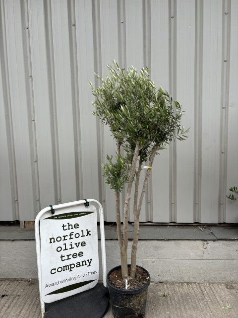 Multi-stem Olive tree