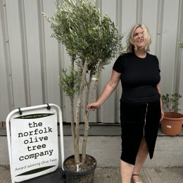 Multi-stem Olive tree