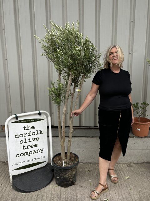 IMG_1926 Multi-stem Olive tree